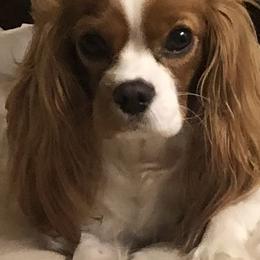Lula G - Cavalier King Charles Spaniel