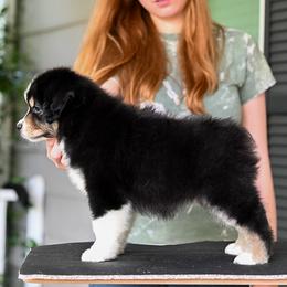 Miniature American Shepherd Puppies from Bonbelle