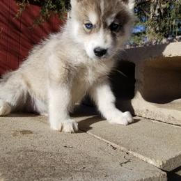 Heartly - Gray and white male Siberian Husky puppy in Mccool Junction, Nebraska from Sininger Lagoon