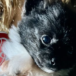 Boy 1 - Tri-colored Pomeranian puppy in Skipperville, Alabama from Nay Nay’s Babies