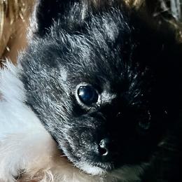 Boy 1 - Tri-colored Pomeranian puppy in Skipperville, Alabama from Nay Nay’s Babies