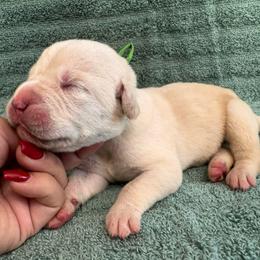 Straw 3- Green Collar - Fawn male Cane Corso puppy in Compton, California from Urban League Cane Corso