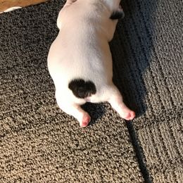 French Bulldog Puppies from Melissa Daly