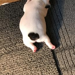 French Bulldog Puppies from Melissa Daly