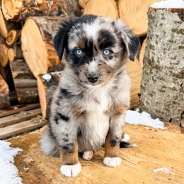 Pine - Blue merle male Miniature American Shepherd puppy in Idaho Falls, Idaho from Sugartop Minis