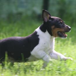 Rat Terrier puppies from Walnut Acre Decker Terrier and ODT