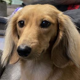 Lacey Jane - Dachshund