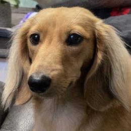 Lacey Jane - Dachshund