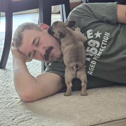 Herbie - Fawn male French Bulldog puppy in Three Rivers, Michigan from Jemms Kennels