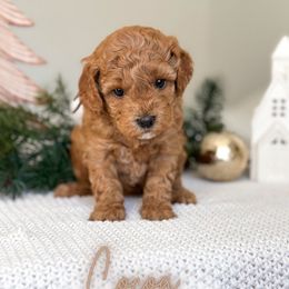 Cocoa - Red  female Goldendoodle puppy in Southeast Arcadia, Florida from Desoto Doodles