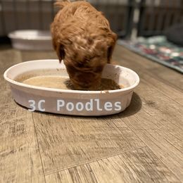 Poodle Puppies from 3C Poodles