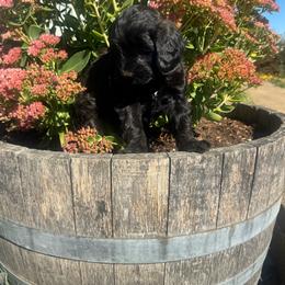 Puppy 4 - Black female Australian Labradoodle puppy in Yamhill, Oregon from FitzGerald Kennels