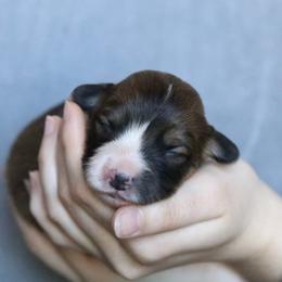 Sparrow - Sable male Pembroke Welsh Corgi puppy in Fayetteville, Arkansas from Intergalactic Corgis