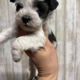 Cupcake - Parti female Miniature Schnauzer puppy in Eunice, Louisiana from 4J's Cajun Kennels