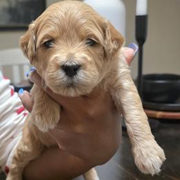 Colt (black collar) - Apricot male Goldendoodle puppy in Richmond, Virginia from Highland Grove Doodles, LLC