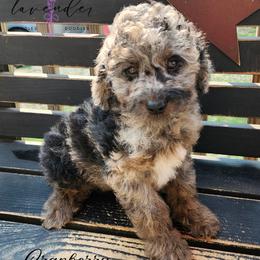 Cranberry - Merle female Cockapoo puppy in Mancelona, Michigan from Lavender poodles & doodles