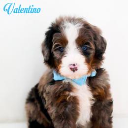 Valentino - Blue merle male Bernedoodle puppy in Diamond Bar, California from Furrytaildoodles