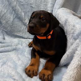 Benedict (Orange Collar) - Black and rust male Doberman Pinscher puppy in Centralia, Missouri from TopSpots Farm