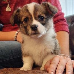Sully - Sable male Pembroke Welsh Corgi puppy in Sidney, Ohio from Cozy Corgi Ranch