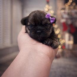 Daisy - Gold female Shorkie puppy in Midland, Texas from Southern Yorkie Pies