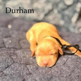 Durham - Buff male Cockapoo puppy in Alexandria, Alabama from Bright and Beautiful Cockapoos and Doodles