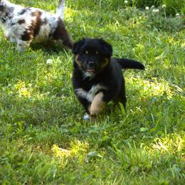 Australian Shepherd Puppies from Lovable Little Aussies