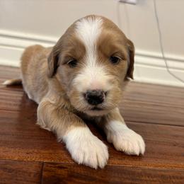 Girl 2 - Apricot female Goldendoodle puppy in Mattawan, Michigan from Doodifuldoods