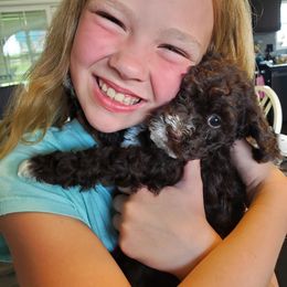 Labradoodle Puppies from Tug Hill Mini Labradoodles