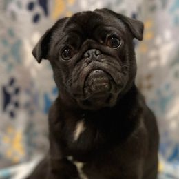 Nilani - Pug