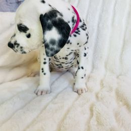 Miss Pink - White and black female Dalmatian puppy in Chehalis, Washington from Dalmatian Vacation