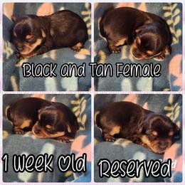 Yorkshire Terrier Puppies from Hip Hoppin Yorkies