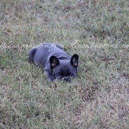 Boston Terrier and French Bulldog Puppies from Freedom Bostons