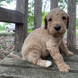 George - Apricot male Goldendoodle puppy in Texas from Doodles Divine