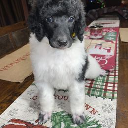 Yellow Collar - Parti Poodle puppy in Bennett, Colorado from C & S Kennels Standard Poodles