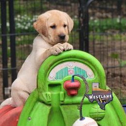 Labrador Retriever Puppies from Westlane Dogs