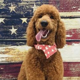 Poodles from LeKing Poodles