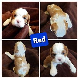 Cavalier King Charles Spaniel Puppies from Above All Else Love