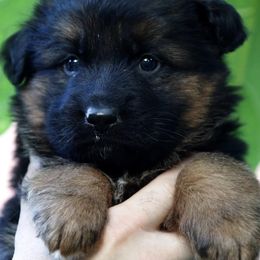 German Shepherd Puppies from German shepherd