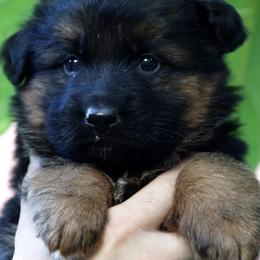 German Shepherd Puppies from German shepherd