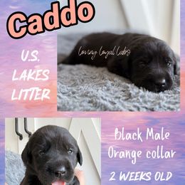 Caddo - Black Male - Orange Collar - Black male Dilute Retriever puppy in Roberts, Wisconsin from Loving Loyal Labs
