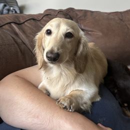 Nathan - Cream Dachshund puppy in Spotsylvania Courthouse, Virginia from Doma Za Dachshunds