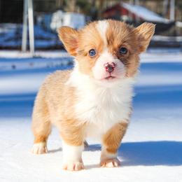 Bambi - 2500 - male Pembroke Welsh Corgi puppy in Star City, Arkansas from T4 Farms