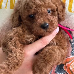 Rosie - Red  Poodle puppy in Martinsburg, Pennsylvania from Susan's Poodles Plus