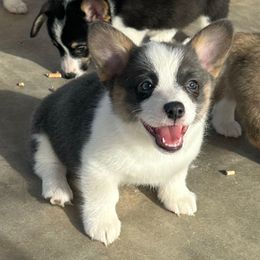 Girl 4 - Black and tan female Pembroke Welsh Corgi puppy in Surprise, Arizona from Ruff and Rowdy Corgis