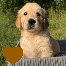 Franklin (Brown) - Golden male Golden Retriever puppy in Cadillac, Michigan from K & M Golden Retrievers