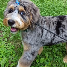 Bernedoodles and Cavapoos from Bernedoodle Boutique (and Cavapoos)