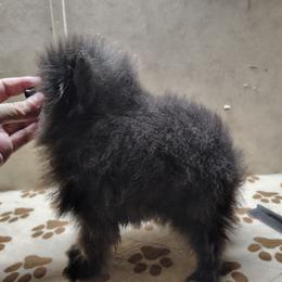 Girl 1 - Blue female Pomeranian puppy in Andrews, South Carolina from Purple Diamonds Kennel