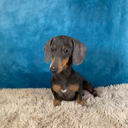 Silva - Dachshund