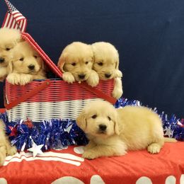 Golden Retriever Puppies from SUN-GOLDEN KENNELS