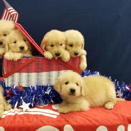 Golden Retriever Puppies from SUN-GOLDEN KENNELS